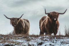 Highland Cows
