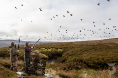 Phasant Shooting in Scotland