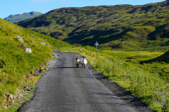 Two Shep in  the Scottish Highlands 